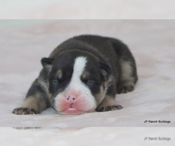 Medium Photo #16 Bulldog Puppy For Sale in WINNSBORO, TX, USA