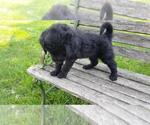 Small Photo #4 Goldendoodle Puppy For Sale in LEON, KS, USA