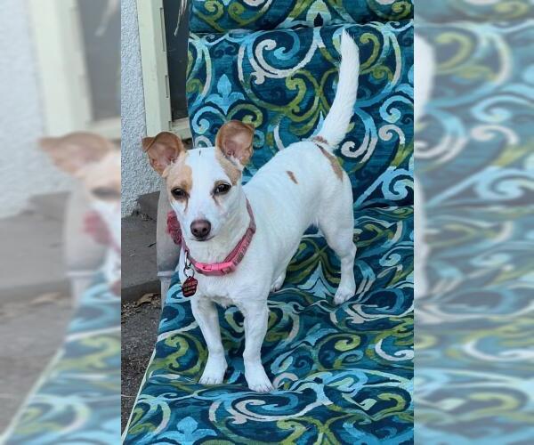 Medium Photo #4 Mutt Puppy For Sale in Oakley, CA, USA