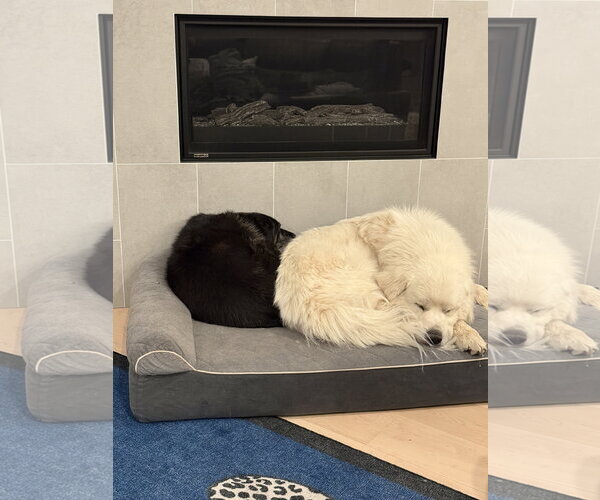 Medium Photo #9 Great Pyrenees Puppy For Sale in Bountiful, UT, USA