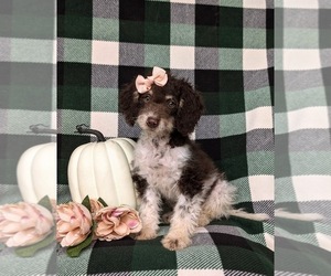 Bernedoodle (Miniature) Puppy for Sale in OXFORD, Pennsylvania USA