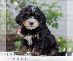 Small #3 Bernedoodle (Miniature)