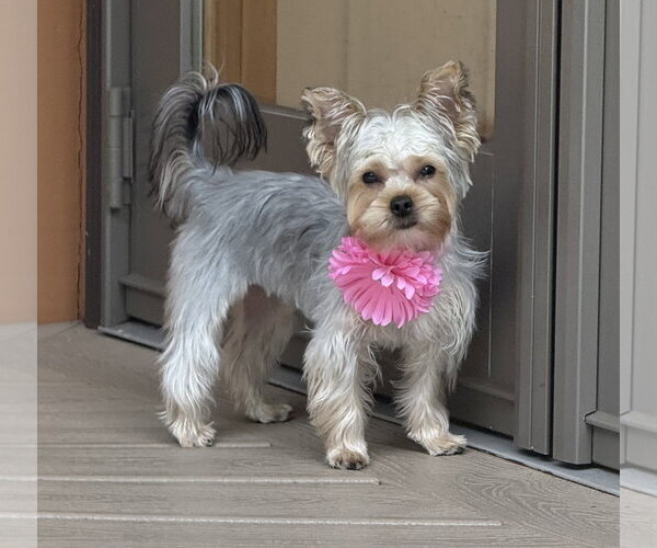 Medium Photo #12 Mutt Puppy For Sale in Allentown,, PA, USA