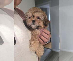 Shih Tzu Puppy for sale in PAWTUCKET, RI, USA