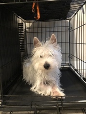 West Highland White Terrier Puppy for sale in CAPITOL HEIGHTS, MD, USA