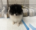 Puppy 4 Pomeranian