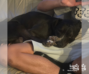 Labrador Retriever-Retriever  Mix Dogs for adoption in Washington, DC, USA