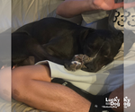 Small #2 Labrador Retriever-Retriever  Mix