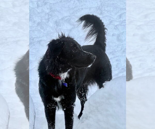Medium Photo #12 Mutt Puppy For Sale in Oak Bluffs, MA, USA