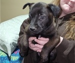 Puppy Purple Belgian Malinois
