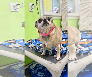 Chihuahua-Unknown Mix Dogs for adoption in Estherville, IA, USA