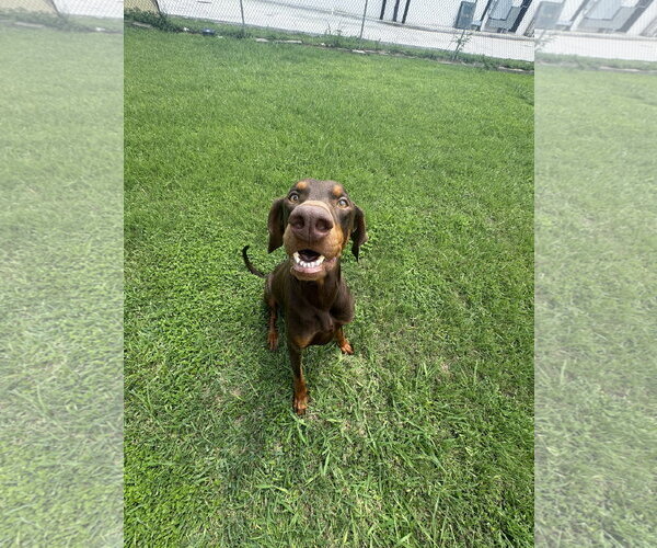 Medium Photo #5 Doberman Pinscher Puppy For Sale in Houston, TX, USA