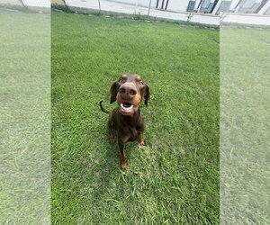 Cooper - Male Doberman Pinscher Dog for Adoption - Photo #5