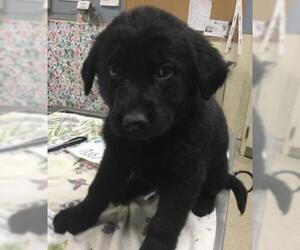 German Shepherd Dog Dogs for adoption in Riverside, CA, USA