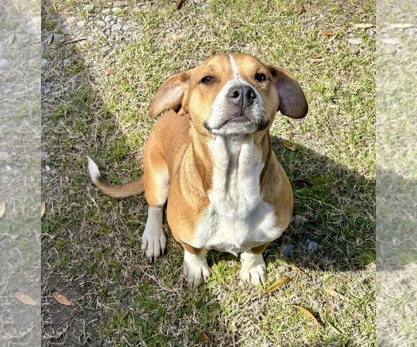 Medium Photo #1 Doxle Puppy For Sale in Oakhurst, NJ, USA