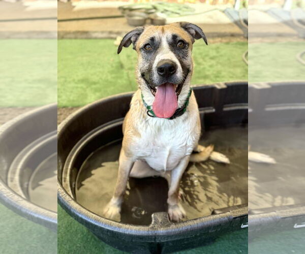 Medium Photo #4 American Staffordshire Terrier-Siberian Husky Mix Puppy For Sale in phoenix, AZ, USA