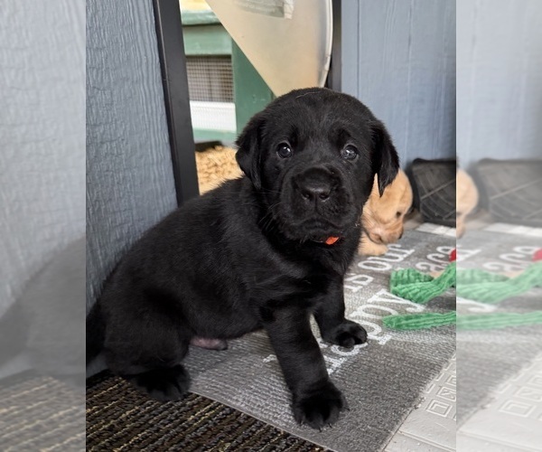 Medium Photo #5 Labrador Retriever Puppy For Sale in LIBERTY, SC, USA