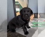 Small #4 Labrador Retriever