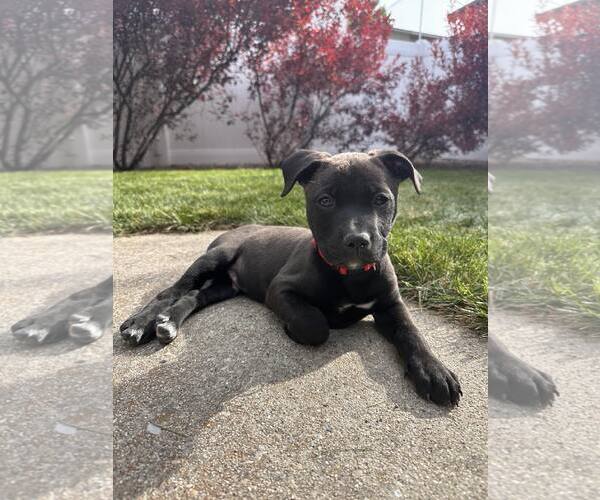 Medium Photo #5 Mutt Puppy For Sale in Sandy, UT, USA