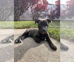 Small #4 Mutt