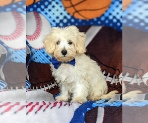 Maltipoo Puppy for sale in LEOLA, PA, USA