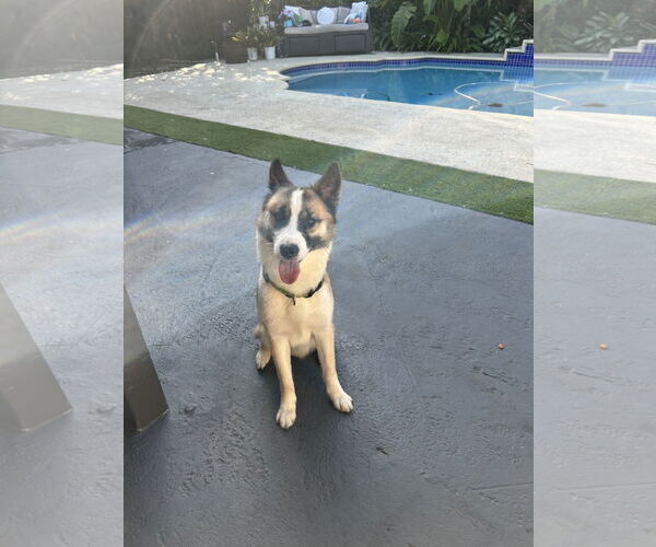 Medium Photo #3 Akita-Siberian Husky Mix Puppy For Sale in Miami, FL, USA