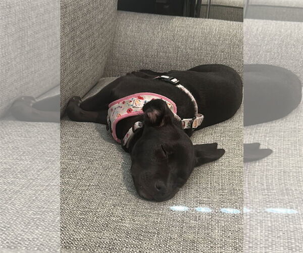 Medium Photo #1 Mutt Puppy For Sale in Royal Palm Beach, FL, USA