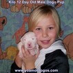 Small Photo #165 Dogo Argentino Puppy For Sale in JANE, MO, USA
