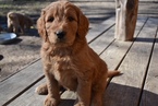Small Photo #1 Goldendoodle Puppy For Sale in COOPER, TX, USA