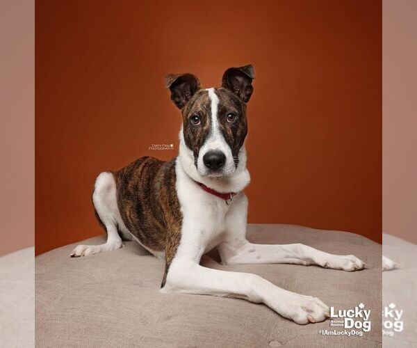 Medium Photo #5 Mutt Puppy For Sale in Washington, DC, USA