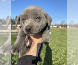 Cane Corso-Labrador Retriever Mix Puppy for sale in BELLEVILLE, MI, USA