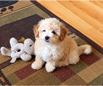 Image preview for Ad Listing. Nickname: Biscuit