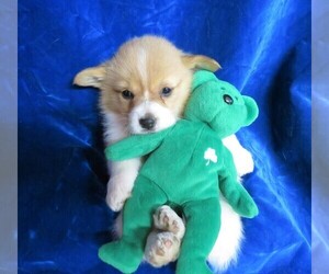 Pembroke Welsh Corgi Puppy for sale in NORWOOD, MO, USA