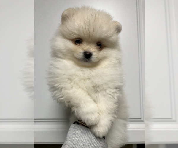 Medium Photo #19 Pomeranian Puppy For Sale in REDDING, CA, USA