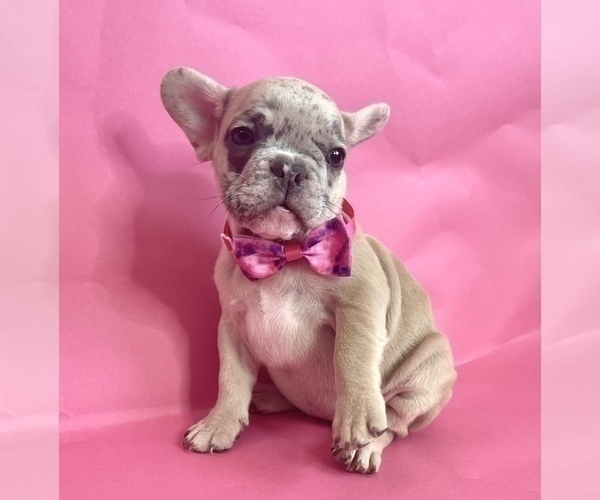 Medium Photo #4 French Bulldog Puppy For Sale in PHILADELPHIA, PA, USA