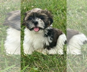 Shih Apso Puppy for sale in CANOGA, NY, USA