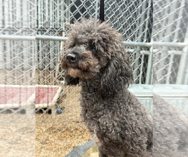 Medium Photo #2 Poodle (Miniature) Puppy For Sale in Mukwonago, WI, USA