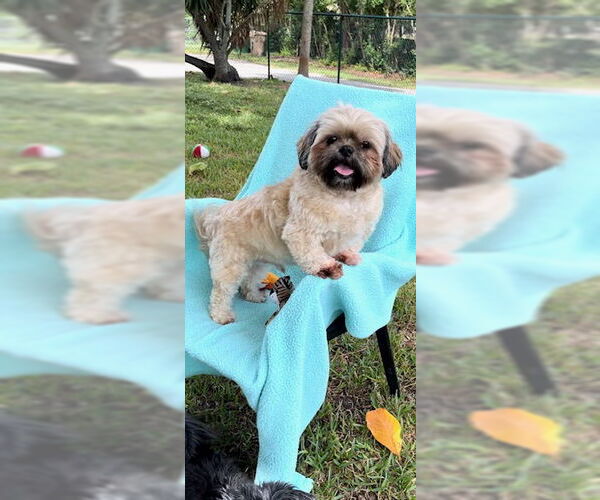 Medium Photo #9 Shih Tzu Puppy For Sale in Weston, FL, USA