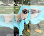 Small #8 Shih Tzu