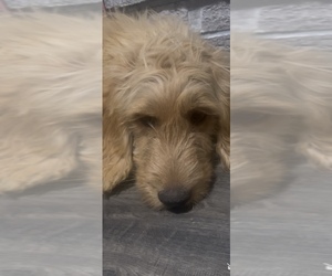 Medium Goldendoodle