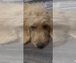 Puppy 2 Goldendoodle