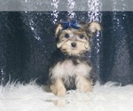 Puppy Luca F1B Morkie