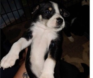 Chihuahua-Husky Mix Puppy for sale in LEETONIA, OH, USA