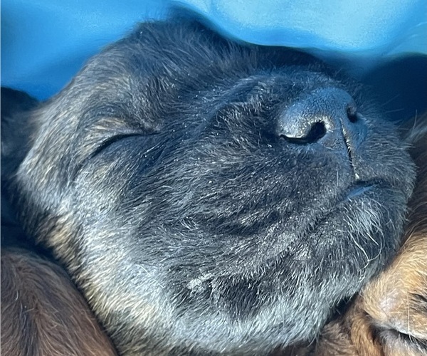 Medium Photo #12 Boxer-Poodle (Standard) Mix Puppy For Sale in WEST POINT, VA, USA