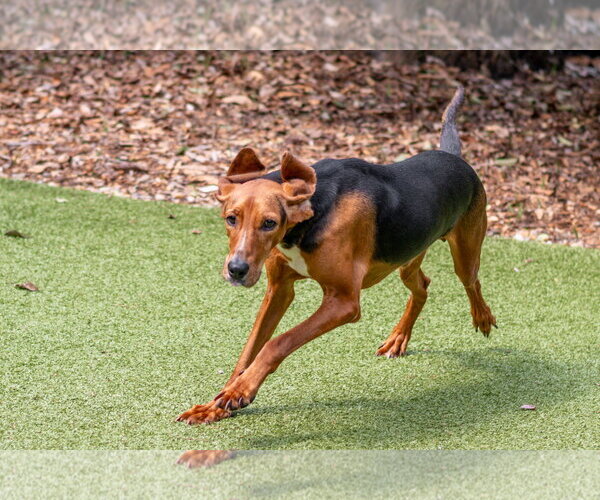 Medium Photo #4 Mutt Puppy For Sale in Hilton Head, SC, USA