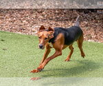 Small #3 Mutt