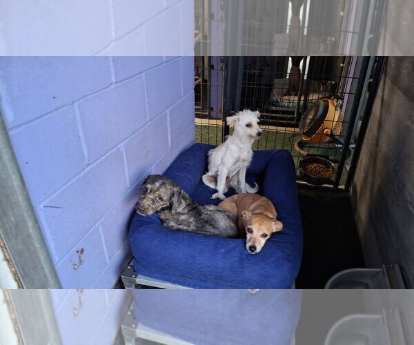 Medium Photo #19 Chihuahua-Unknown Mix Puppy For Sale in Sebec, ME, USA