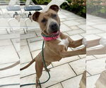 Small #1 American Pit Bull Terrier