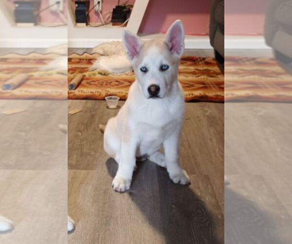 Medium Photo #3 Siberian Husky Puppy For Sale in ANTIOCH, CA, USA