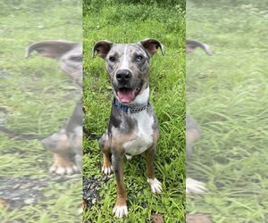 Catahoula Leopard Dog-Unknown Mix Dogs for adoption in Sykesville, MD, USA